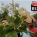 টগর গাছে ফুটলো জবা ফুল। আলোড়ন পূর্বস্থলীতে। অলৌকিক না অন্য কিছু? দেখুন ভিডিও
