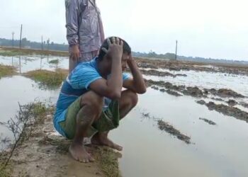 অকাল বর্ষনে আলু ও ধান জমি এখন জলের তলায়।  শস্য গোলার কৃষকদের মাথায় হাত। দেখুন জমির সেই ভিডিও